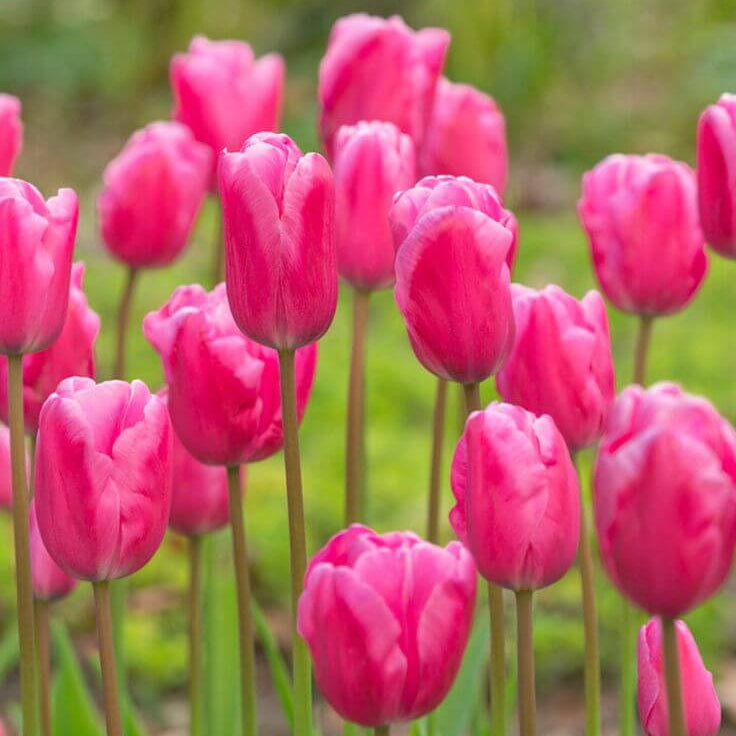 Pink Tulip Seeds - Heirloom Flower Garden Seeds for Growing