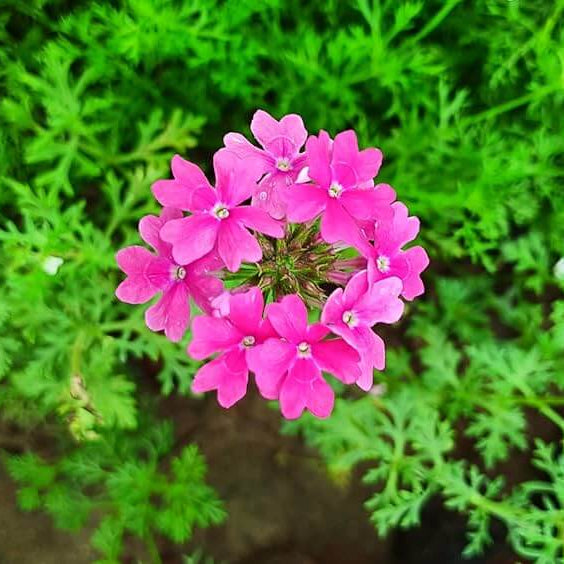 Pink Verbena  Seeds - Heirloom Flower Garden Seeds for Growing