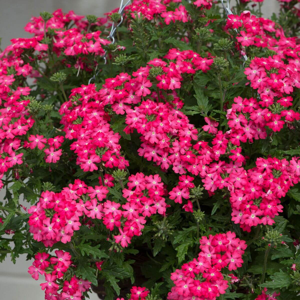Pink Verbena  Seeds - Heirloom Flower Garden Seeds for Growing