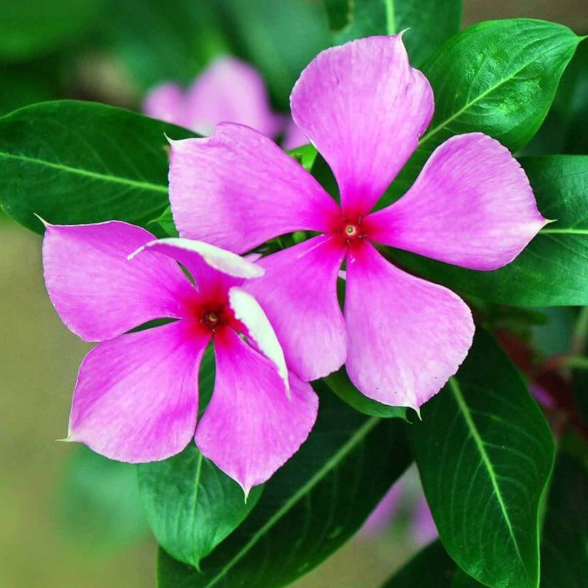 Pink Vinca Rosea Seeds - Heirloom Flower Garden Seeds for Growing