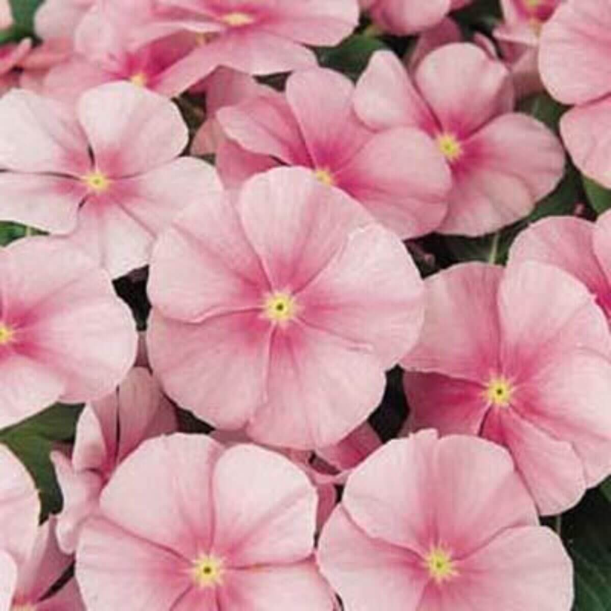 Pink Vinca Seeds - Heirloom Flower Garden Seeds for Growing