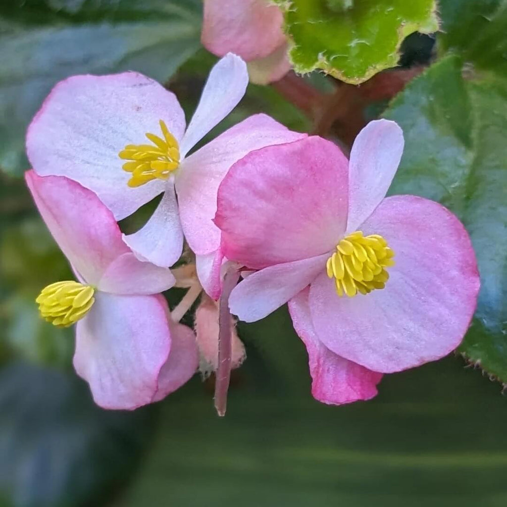 Pink White Begonia Seeds - Heirloom Flower Garden Seeds for Growing