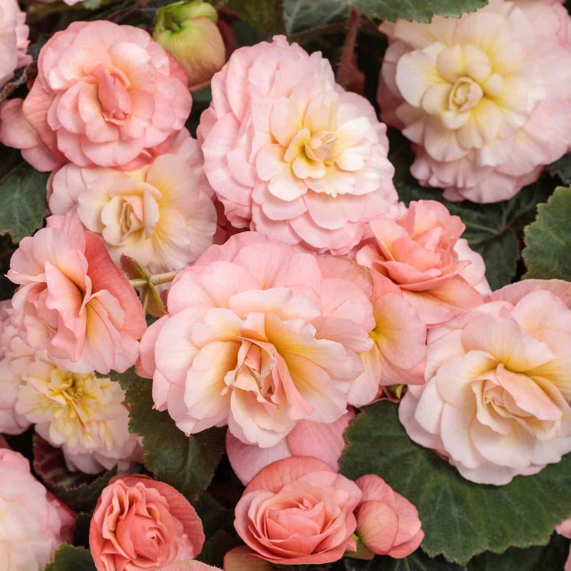 Pink White Begonia Seeds - Heirloom Flower Garden Seeds for Growing