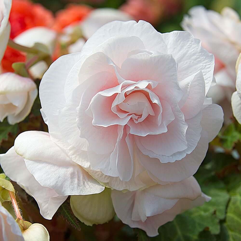 Pink White Begonia Seeds - Heirloom Flower Garden Seeds for Growing