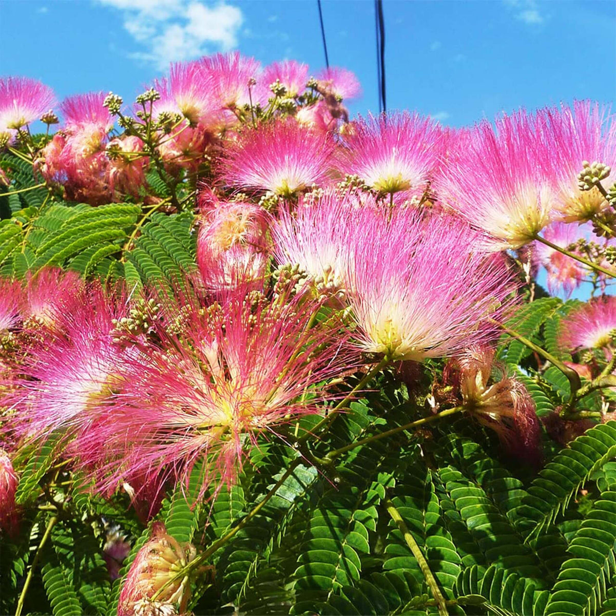 Pink White Mimosa Seeds - Heirloom Flower Garden Seeds for Growing