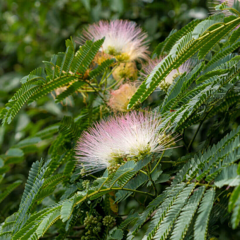 Pink White Mimosa Seeds - Heirloom Flower Garden Seeds for Growing
