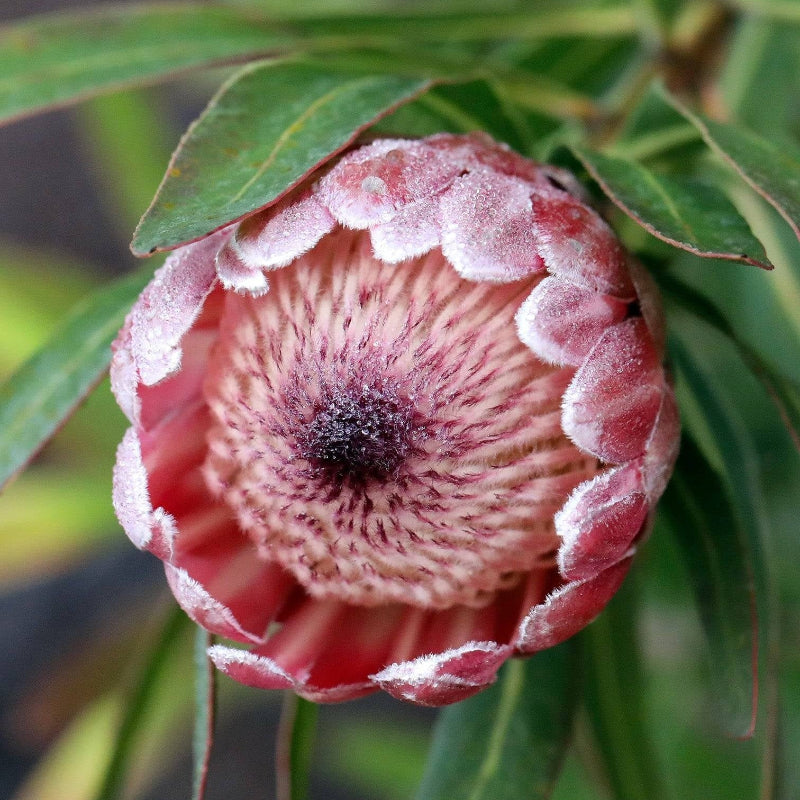 Pink White Protea Seeds - Heirloom Flower Garden Seeds for Growing