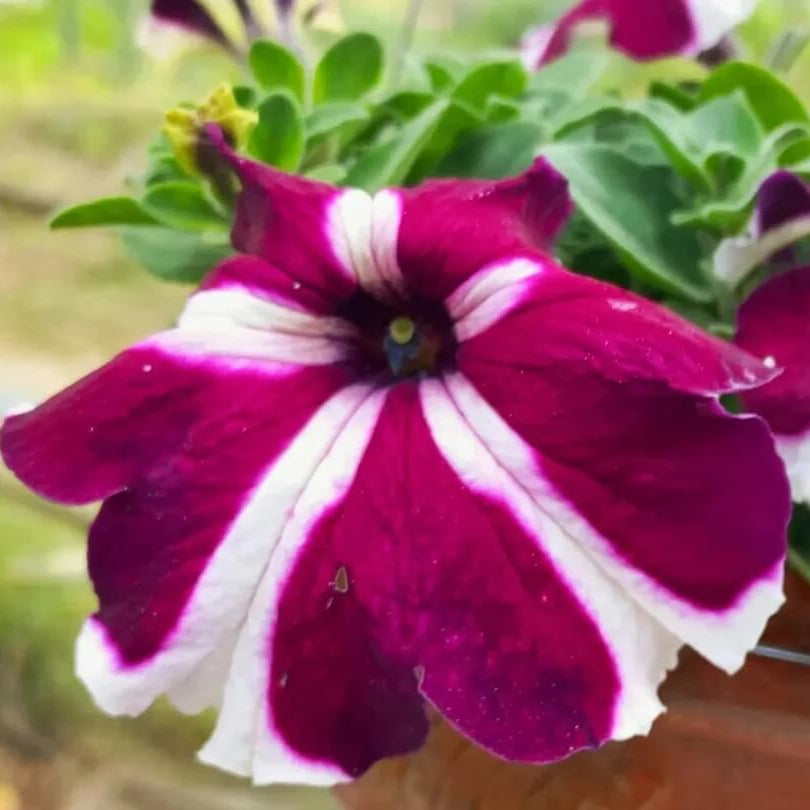 Pink White Tritunia Seeds - Heirloom Flower Garden Seeds for Growing