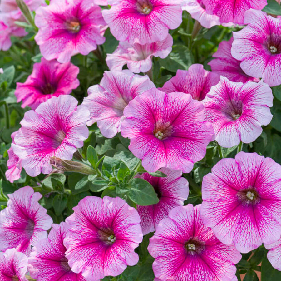 Pink White Tritunia Seeds - Heirloom Flower Garden Seeds for Growing