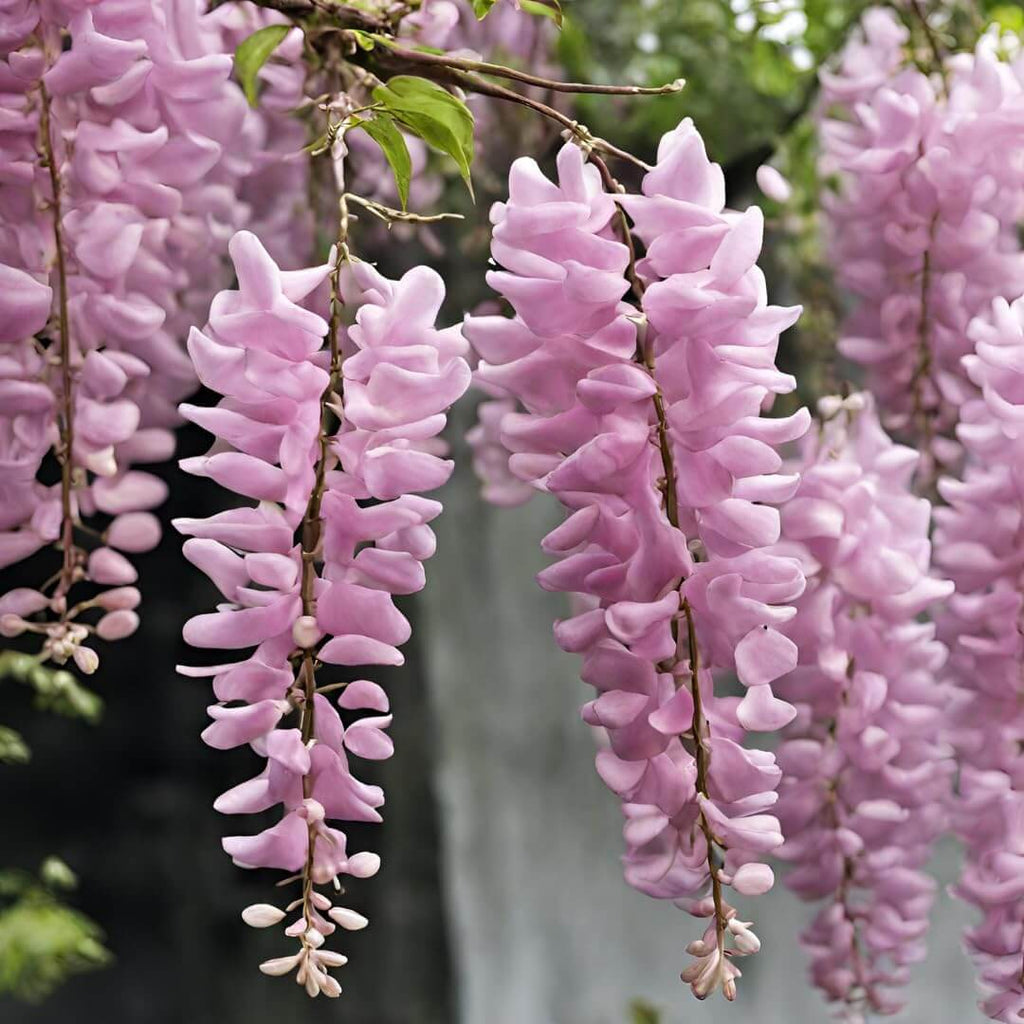 Pink Wisteria Seeds - Heirloom Flower Garden Seeds for Growing