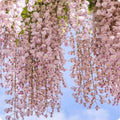 Pink Wisteria Seeds - Heirloom Flower Garden Seeds for Growing