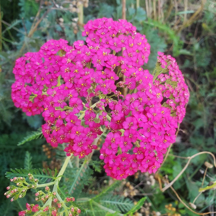 Pink Yarrow Seeds - Heirloom Flower Garden Seeds for Growing
