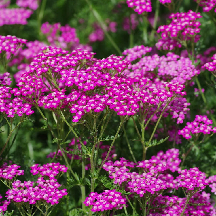 Pink Yarrow Seeds - Heirloom Flower Garden Seeds for Growing