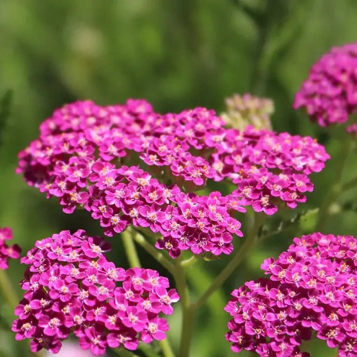 Pink Yarrow Seeds - Heirloom Flower Garden Seeds for Growing