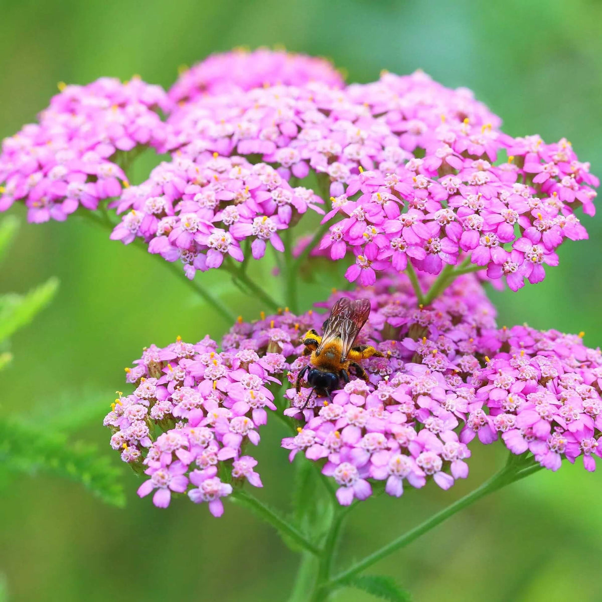 Pink Yarrow Seeds - Heirloom Flower Garden Seeds for Growing