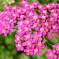 Pink Yarrow Seeds - Heirloom Flower Garden Seeds for Growing