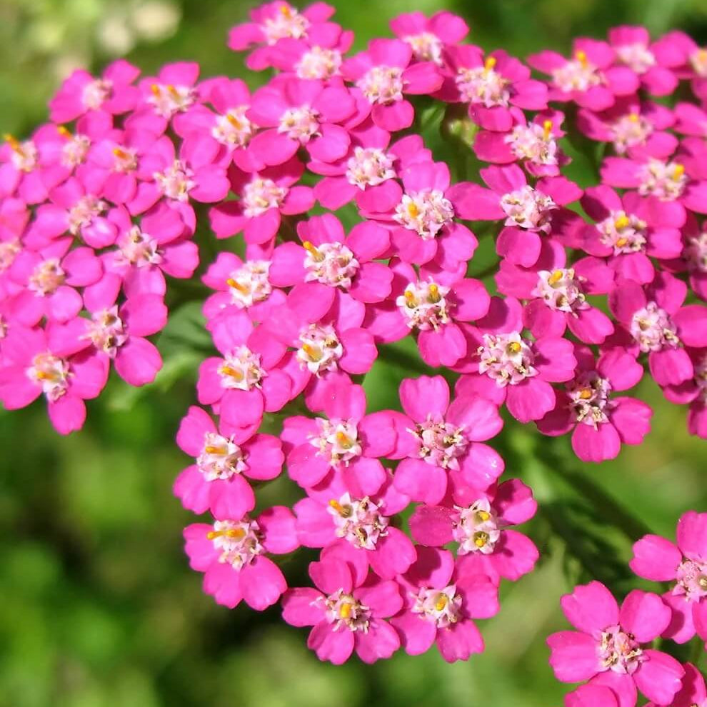 Pink Yarrow Seeds - Heirloom Flower Garden Seeds for Growing