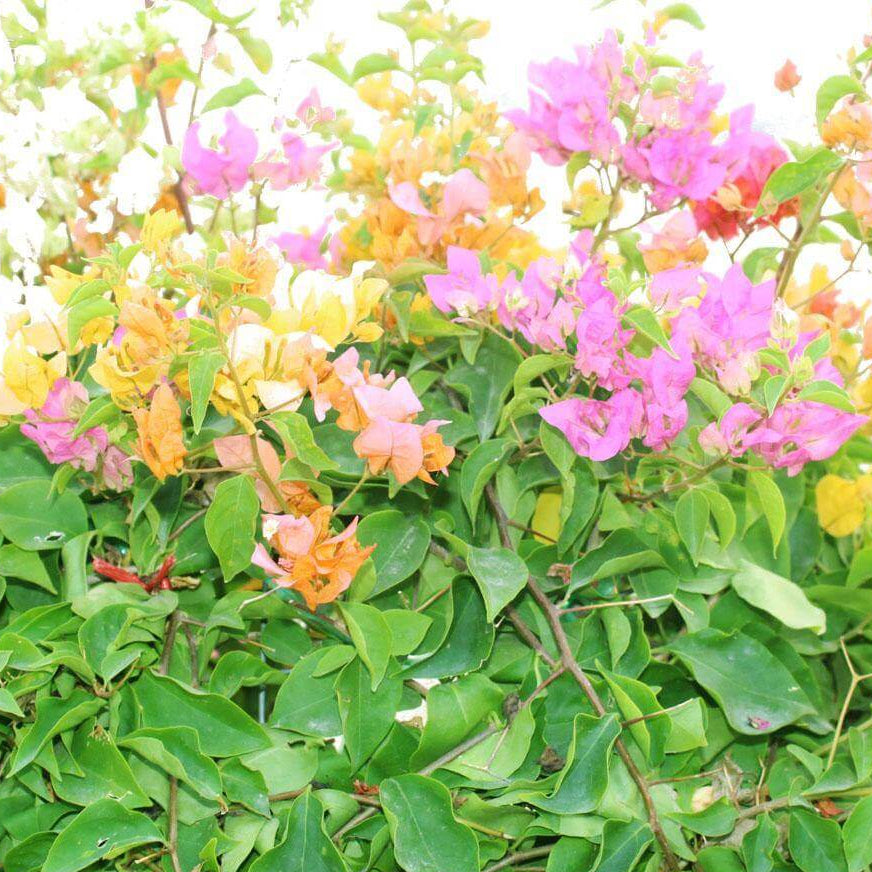 Pink Yellow Bougainvillea Seeds - Heirloom Flower Garden Seeds for Growing
