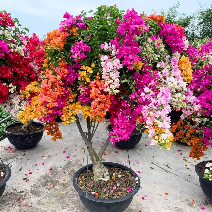 Pink Yellow Bougainvillea Seeds - Heirloom Flower Garden Seeds for Growing