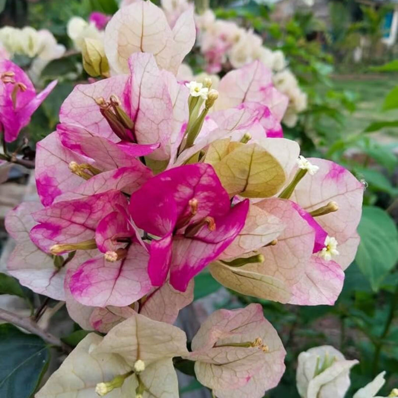 Pink Yellow Bougainvillea Seeds - Heirloom Flower Garden Seeds for Growing