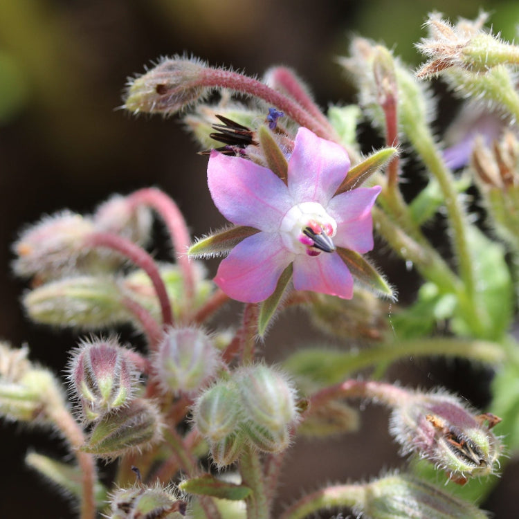 Pink and White Borage Seeds - Heirloom Flower Garden Seeds for Growing