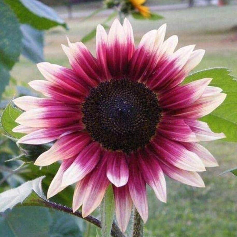 Pink and White Sunflower Seeds - Heirloom Flower Garden Seeds for Growing