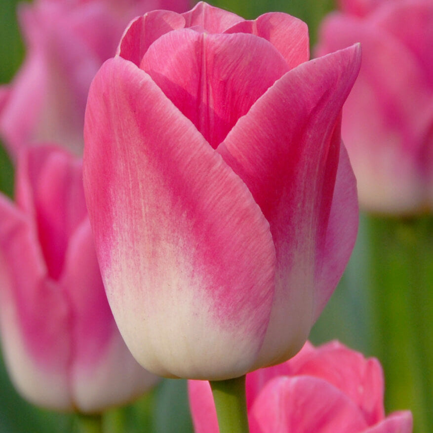 Pink and White Tulip Seeds - Heirloom Flower Garden Seeds for Growing