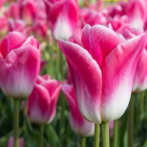 Pink and White Tulip Seeds - Heirloom Flower Garden Seeds for Growing
