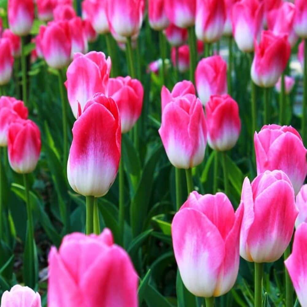 Pink and White Tulip Seeds - Heirloom Flower Garden Seeds for Growing