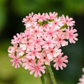 Pinkie Lychnis Chalcedonica Seeds - Heirloom Flower Garden Seeds for Growing