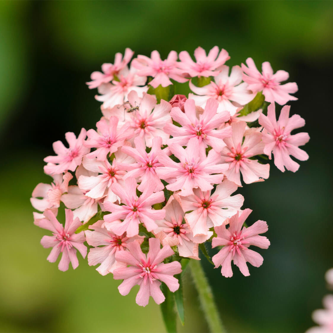 Pinkie Lychnis Chalcedonica Seeds - Heirloom Flower Garden Seeds for Growing
