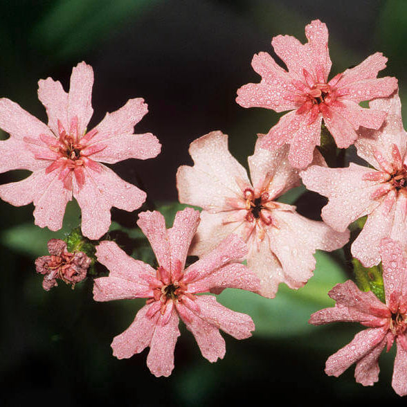 Pinkie Lychnis Chalcedonica Seeds - Heirloom Flower Garden Seeds for Growing