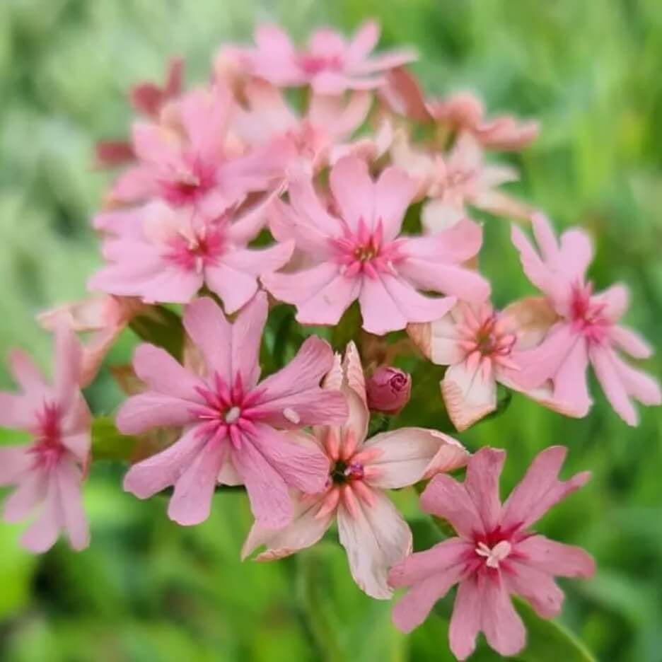 Pinkie Lychnis Chalcedonica Seeds - Heirloom Flower Garden Seeds for Growing