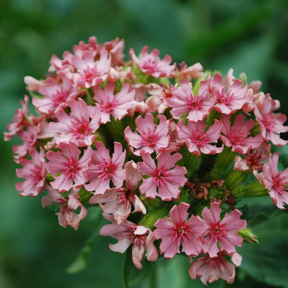 Pinkie Lychnis Chalcedonica Seeds - Heirloom Flower Garden Seeds for Growing