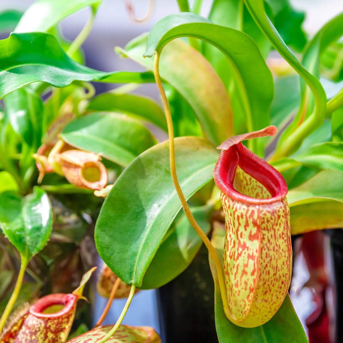 Pitcher Plant Seeds - Heirloom Flower Garden Seeds for Growing