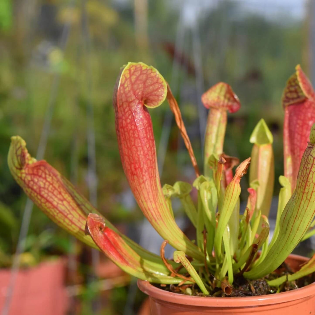 Pitcher Plant Seeds - Heirloom Flower Garden Seeds for Growing