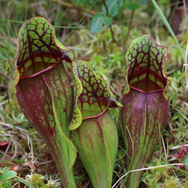 Pitcher Plant Seeds - Heirloom Flower Garden Seeds for Growing