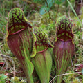 Pitcher Plant Seeds - Heirloom Flower Garden Seeds for Growing
