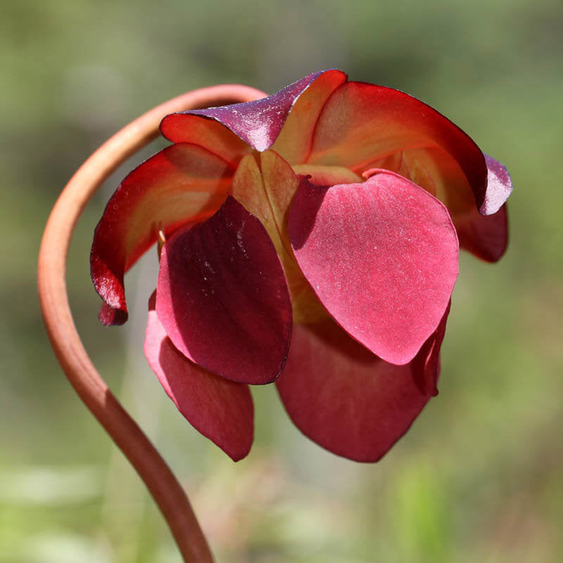 Pitcher Plant Seeds - Heirloom Flower Garden Seeds for Growing