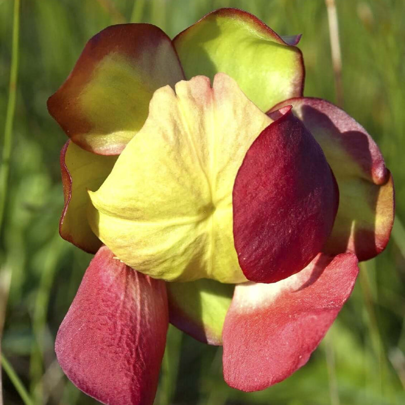 Pitcher Plant Seeds - Heirloom Flower Garden Seeds for Growing