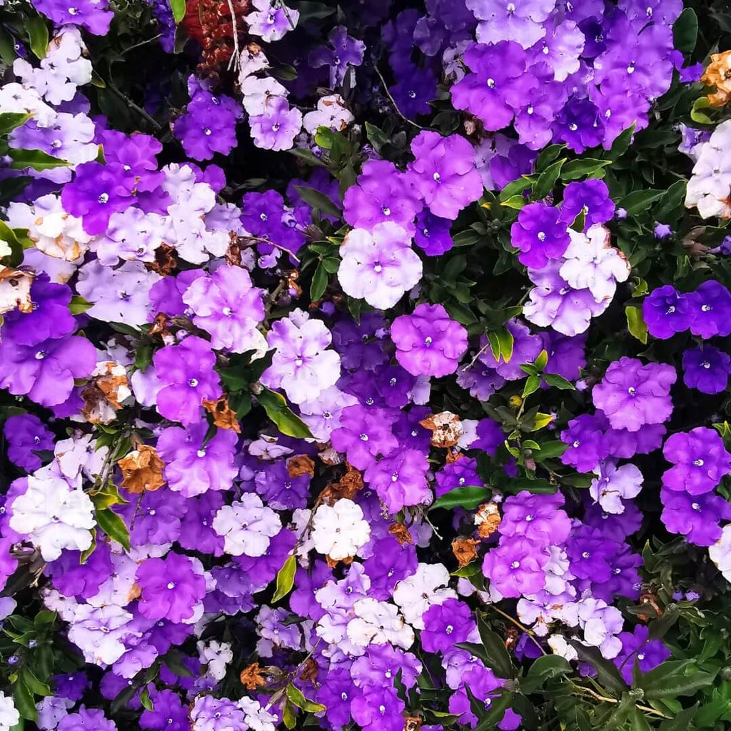 Planting Brunfelsia Seeds - Heirloom Flower Garden Seeds for Growing