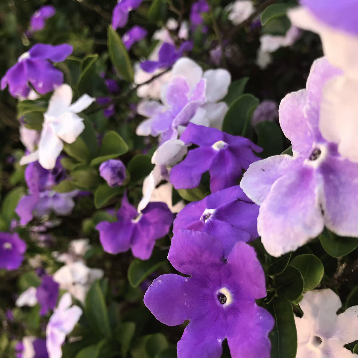 Planting Brunfelsia Seeds - Heirloom Flower Garden Seeds for Growing