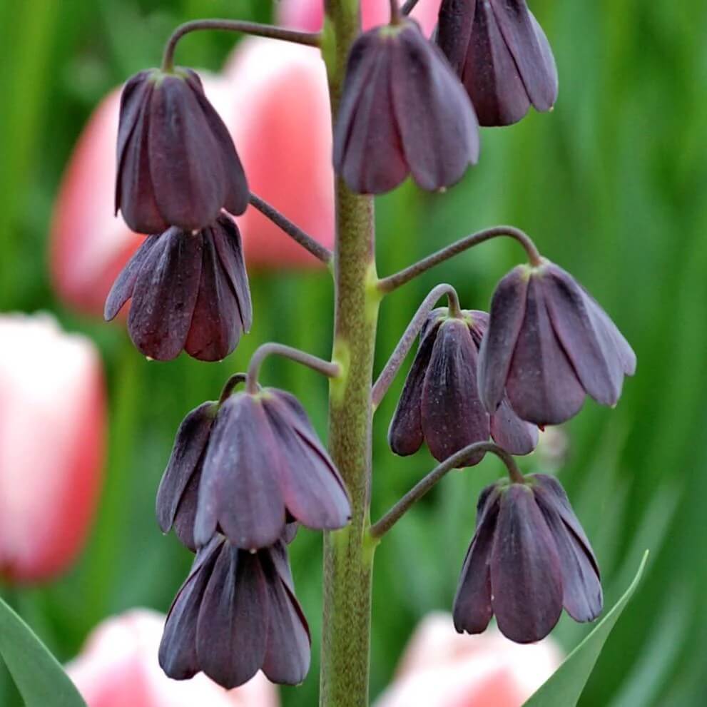 Plum Bells Fritillaria persica Seeds - Heirloom Flower Garden Seeds for Growing