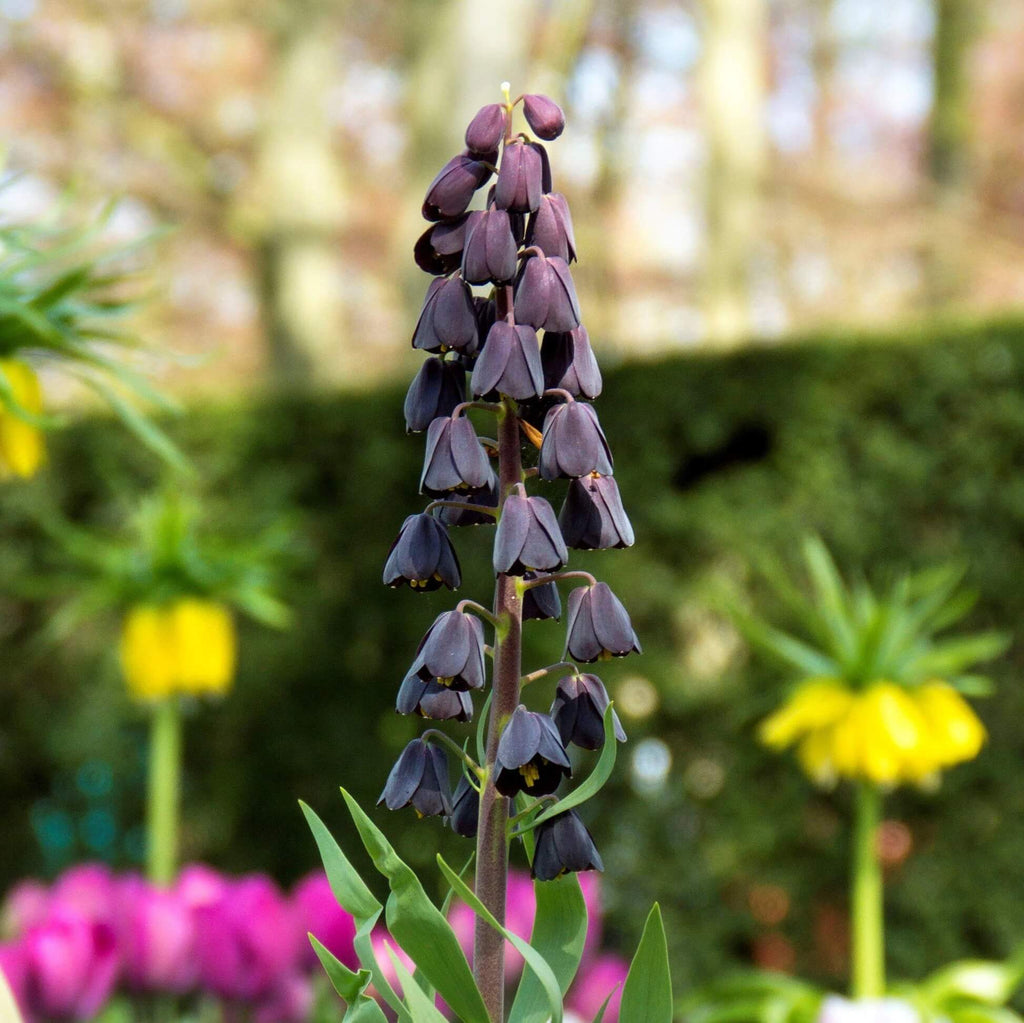 Plum Bells Fritillaria persica Seeds - Heirloom Flower Garden Seeds for Growing