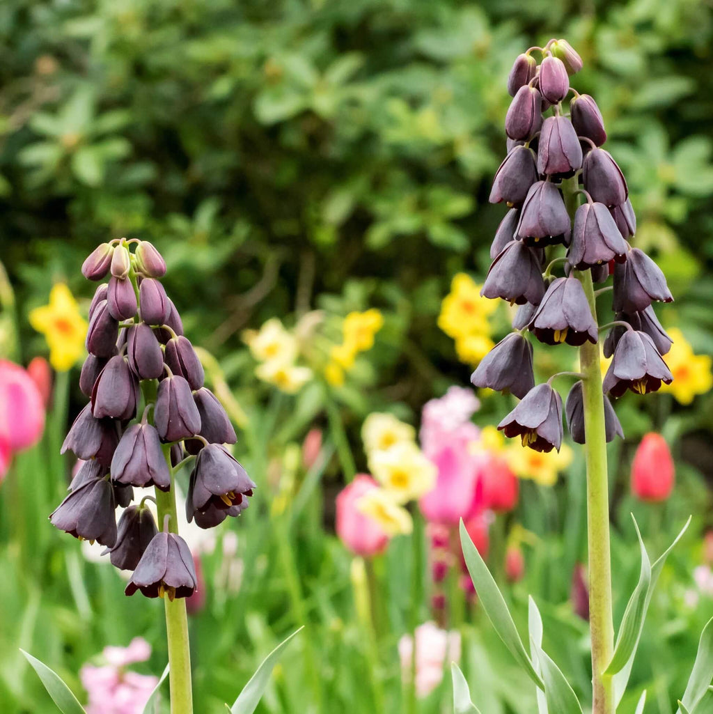 Plum Bells Fritillaria persica Seeds - Heirloom Flower Garden Seeds for Growing