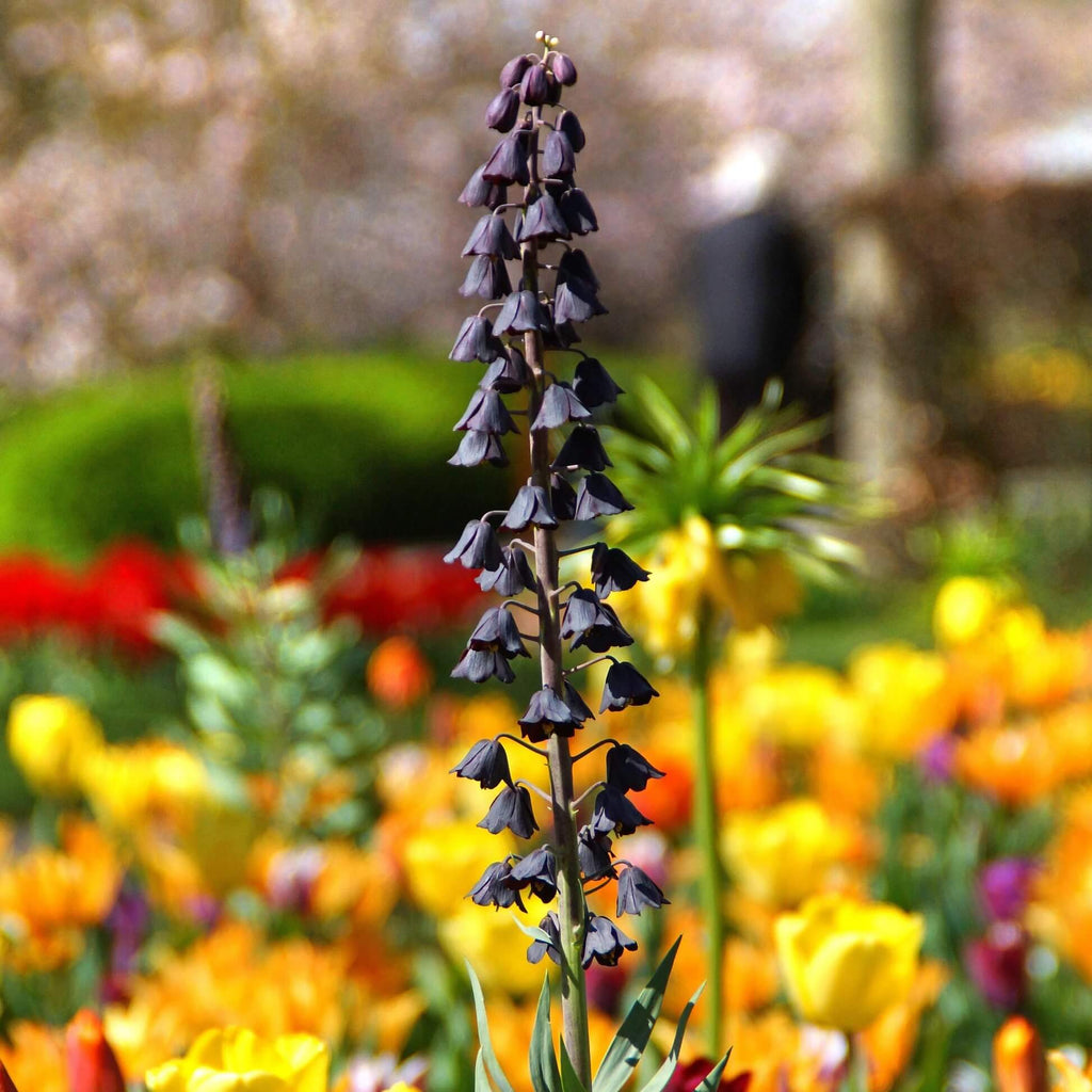 Plum Bells Fritillaria persica Seeds - Heirloom Flower Garden Seeds for Growing