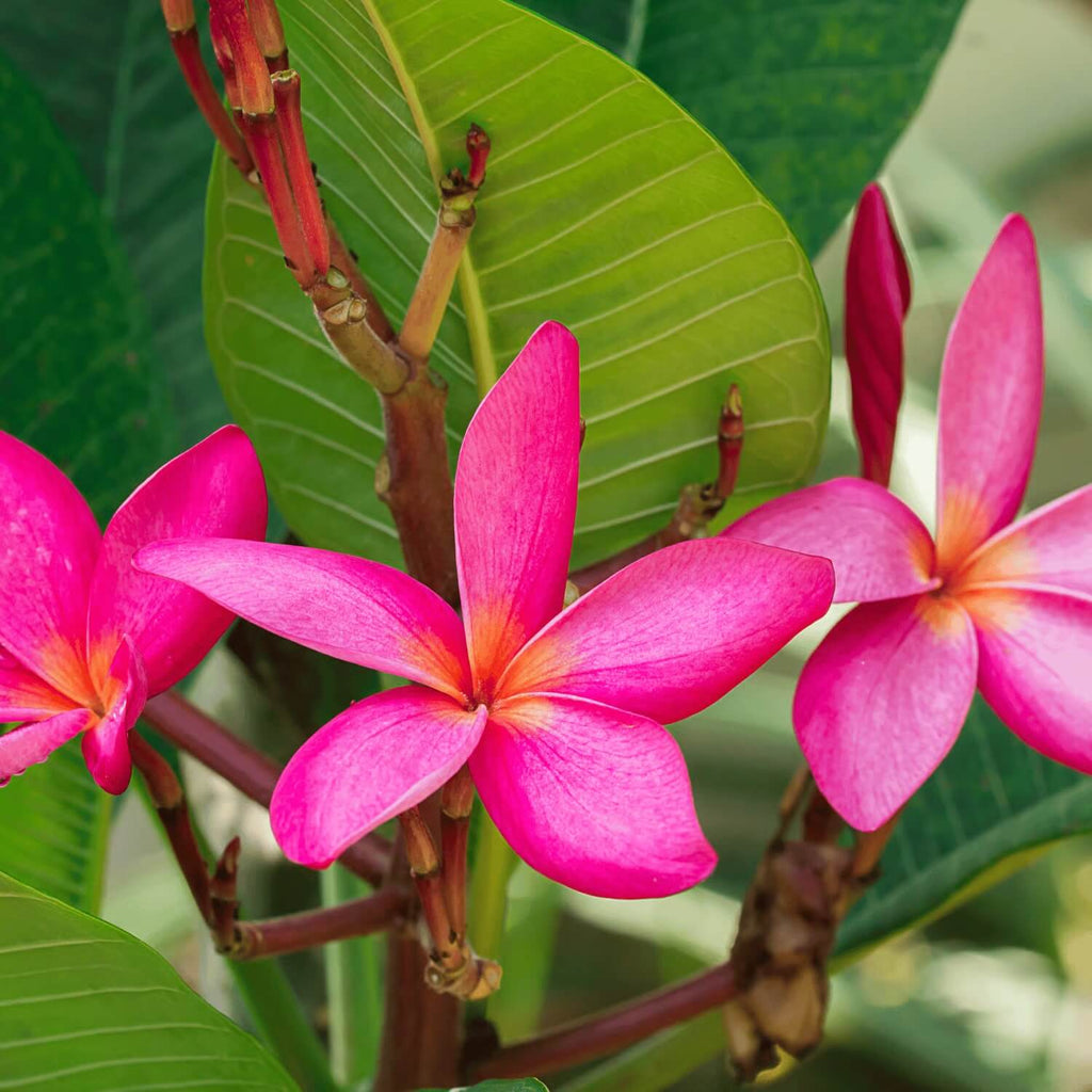 Plumeria Seeds - Heirloom Flower Garden Seeds for Growing
