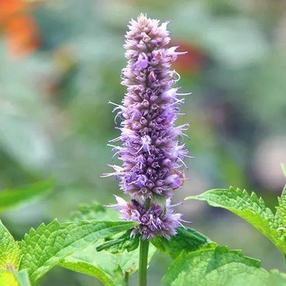 Pogostemon Patchouli Seeds - Heirloom Flower Garden Seeds for Growing