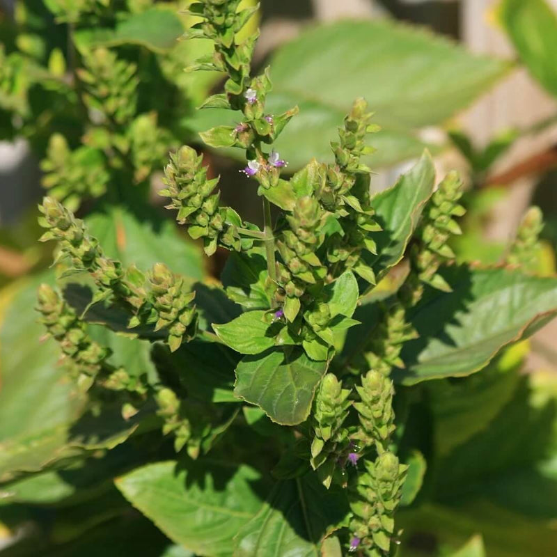 Pogostemon Patchouli Seeds - Heirloom Flower Garden Seeds for Growing