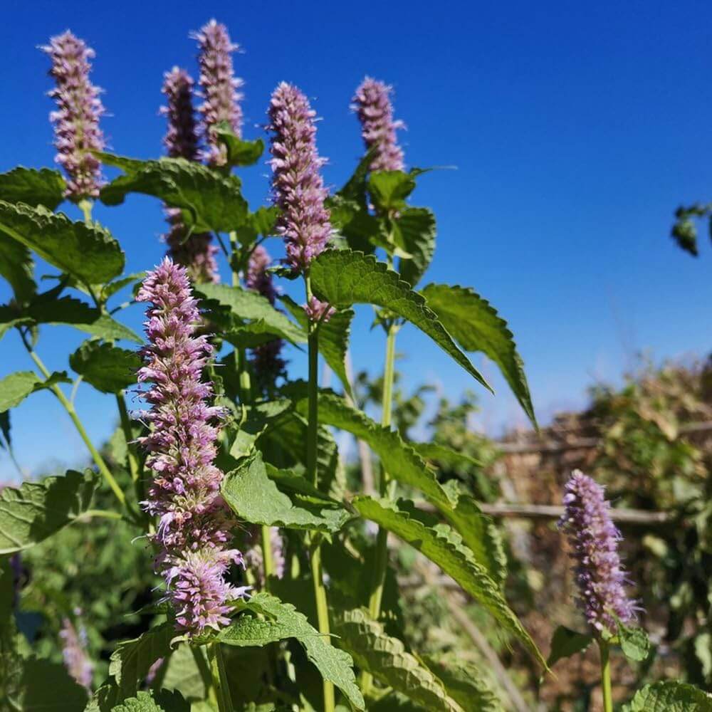 Pogostemon Patchouli Seeds - Heirloom Flower Garden Seeds for Growing